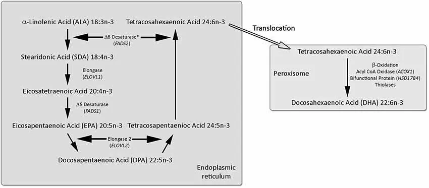 szlak metaboliczny syntezy